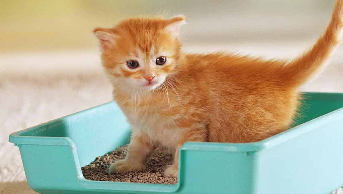 How to litter train your kitten