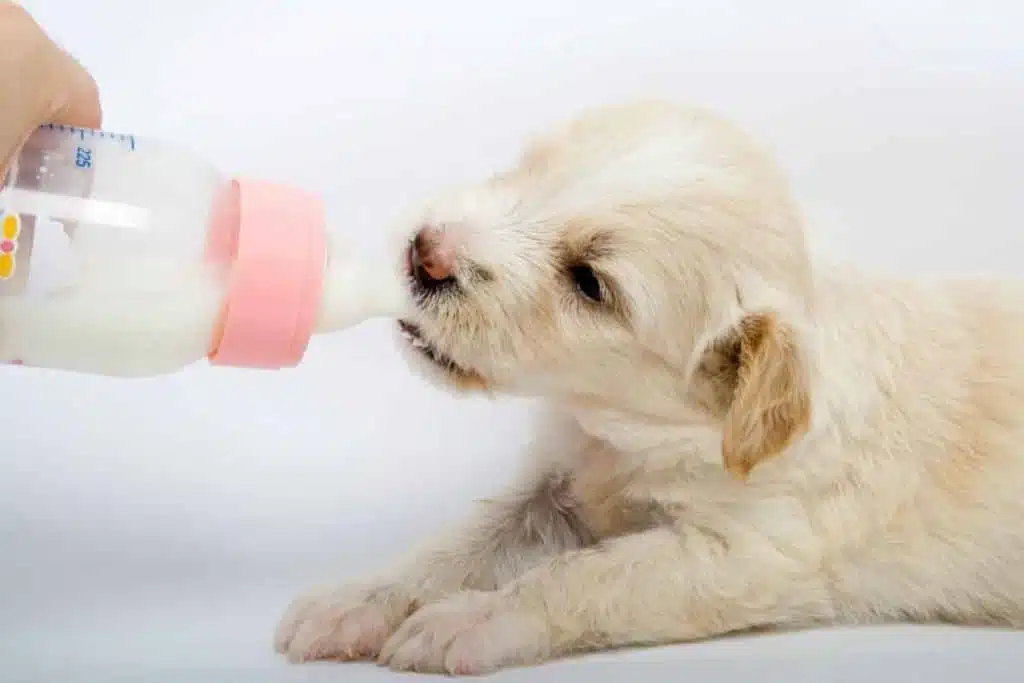 puppy-milk