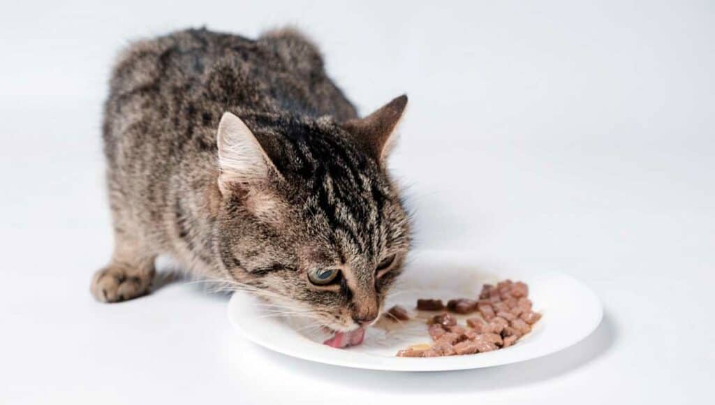 Wet Cat Food What You Need to Know