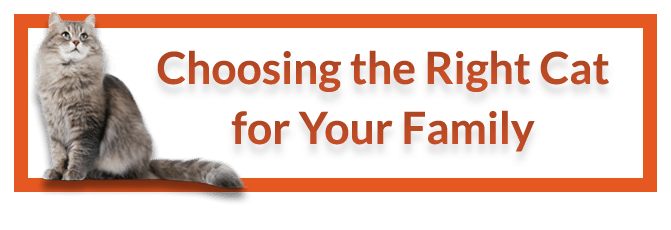 Choosing the Right Cat for Your Family