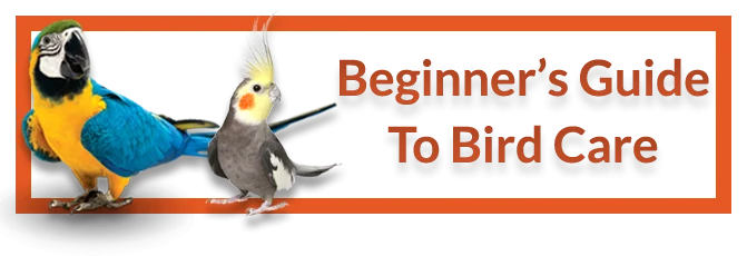 Beginners guide to Bird Care