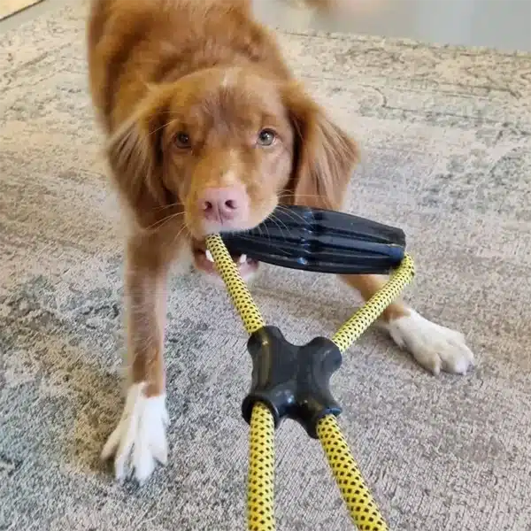 Dog playing with a rope toy