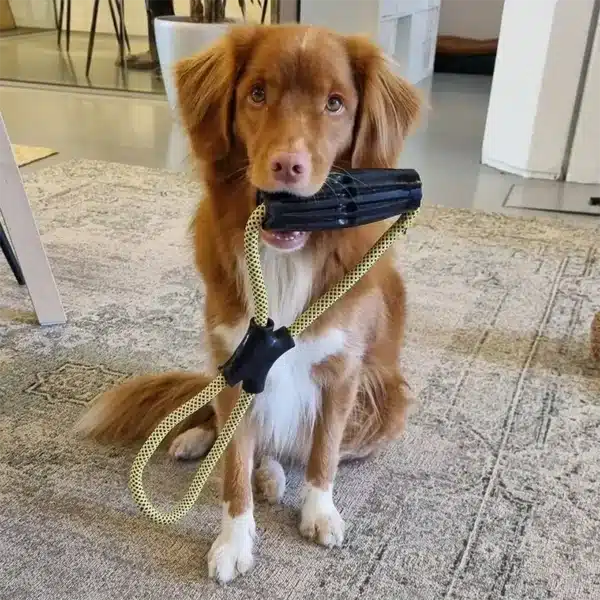 Dog holding a rope toy