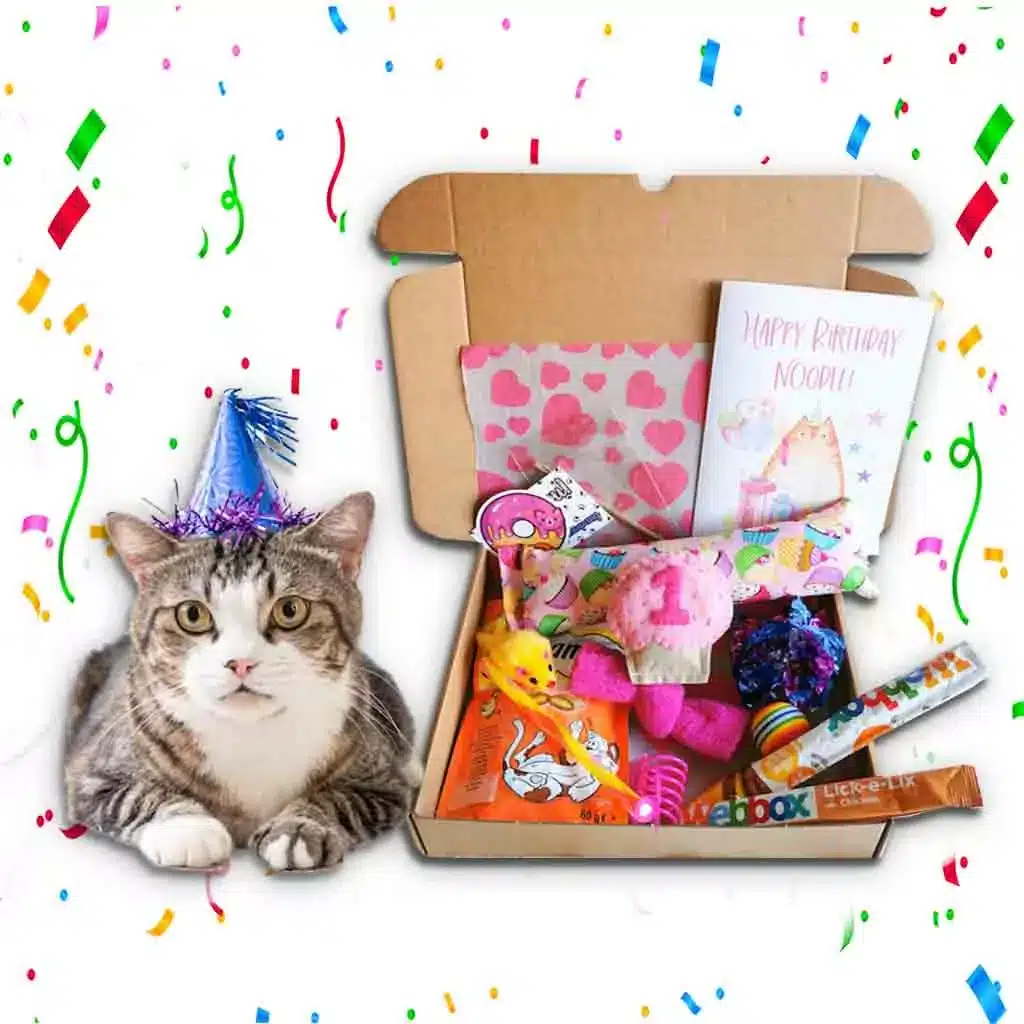 Cat Birthday box